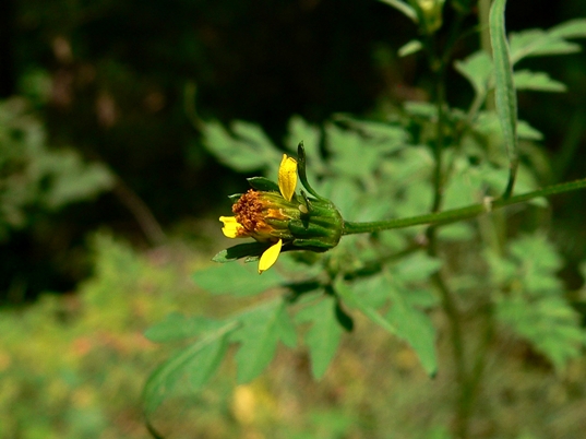 {Bidens bipinnata}